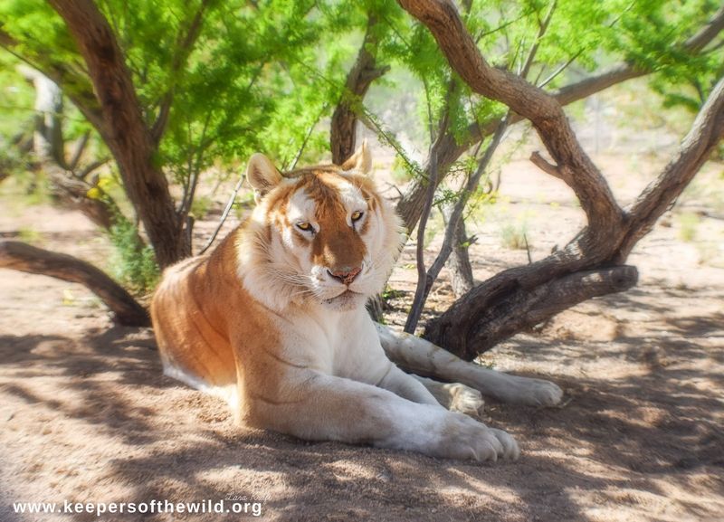 Keepers of the Wild Nature Park - Valentine, Arizona