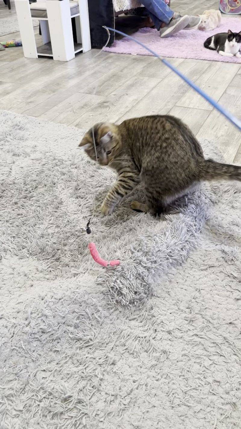 Adoption Opportunities Right There in the Room