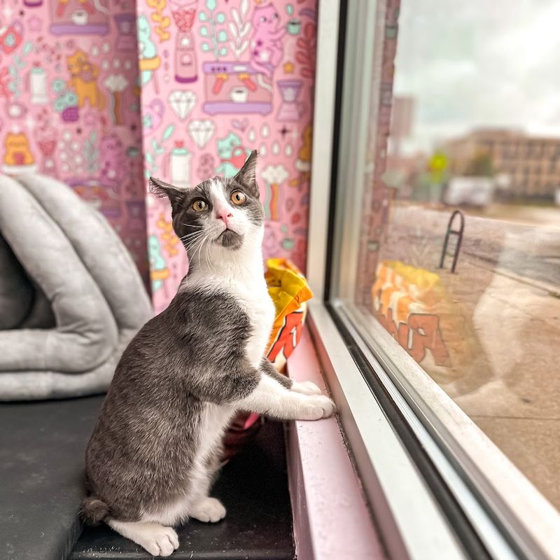 The Cat Viewing Window for Non-Room Visitors