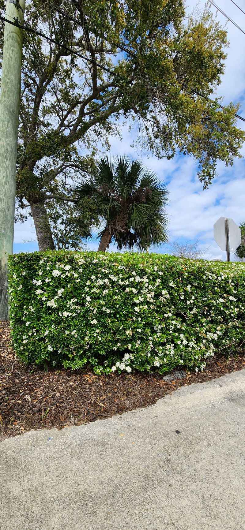 Heat-Tolerant Shrubs That Keep Florida Yards Looking Lush 13 Walter's Viburnum
