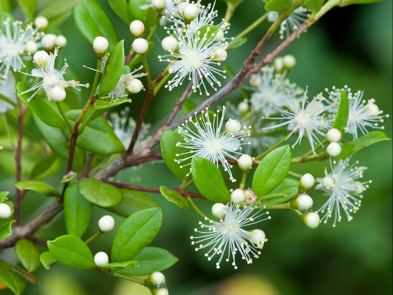 Plants That Thrive in Florida’s Coastal Soil and Salty Air 9 Simpson's Stopper