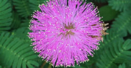 Ground Cover Plants That Spread Beautifully in Florida Gardens