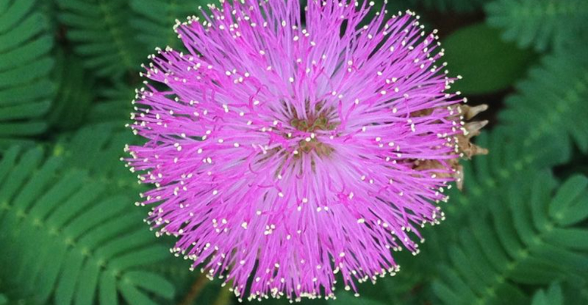Ground Cover Plants That Spread Beautifully in Florida Gardens