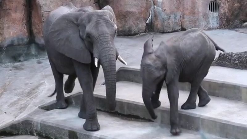 ZooTampa at Lowry Park - Tampa, Florida