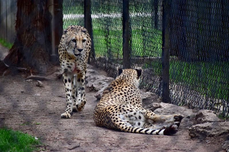 Spotting the Cheetahs on Their Hill