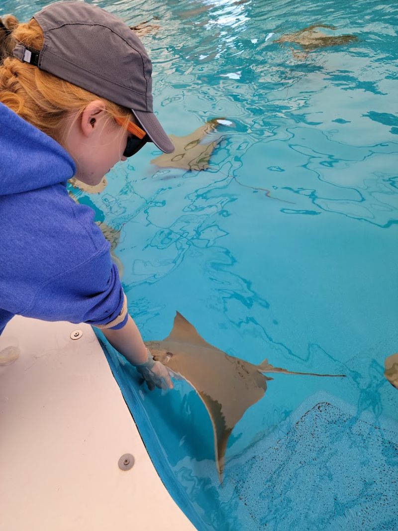Petting Stingrays at an Unexpected Desert Oasis