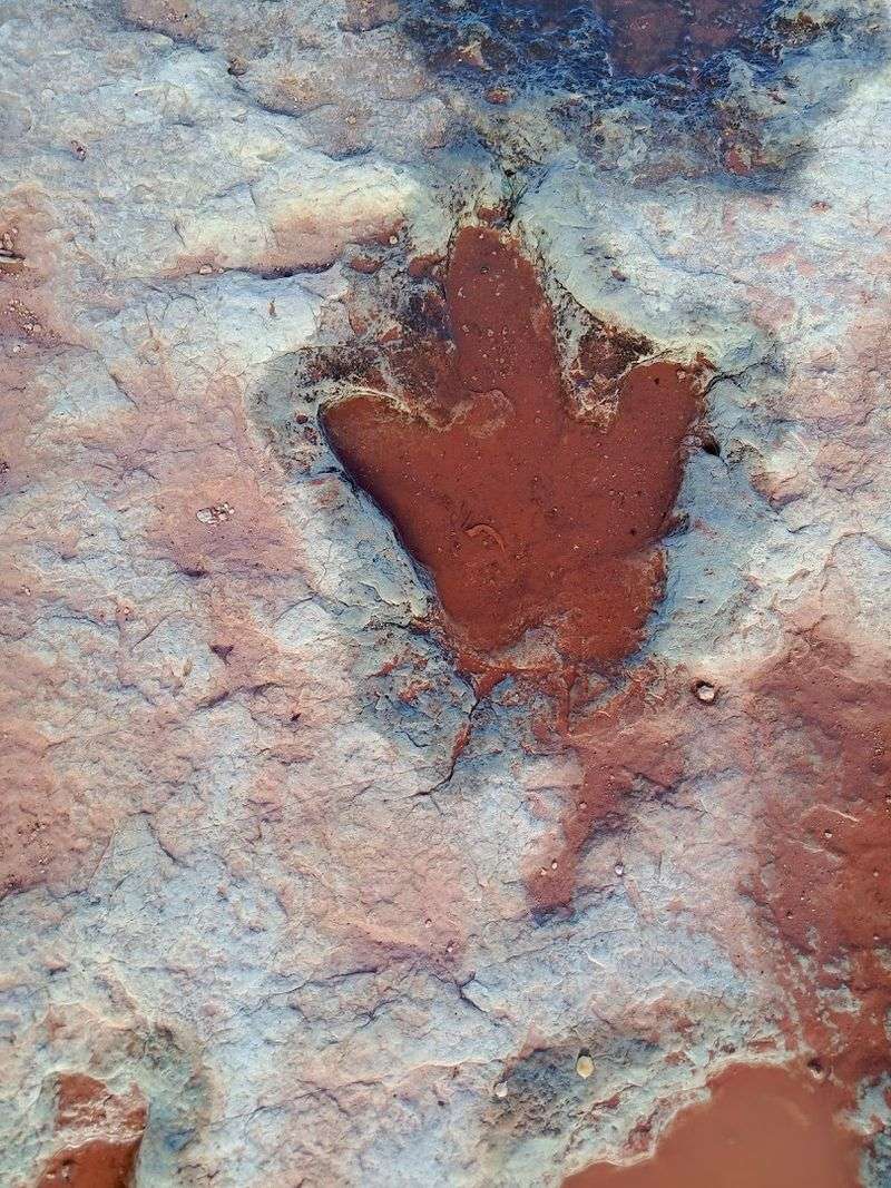 This Arizona trail is like a real-life Jurassic Park with actual dinosaur tracks 10 Best Times to Visit and What to Expect