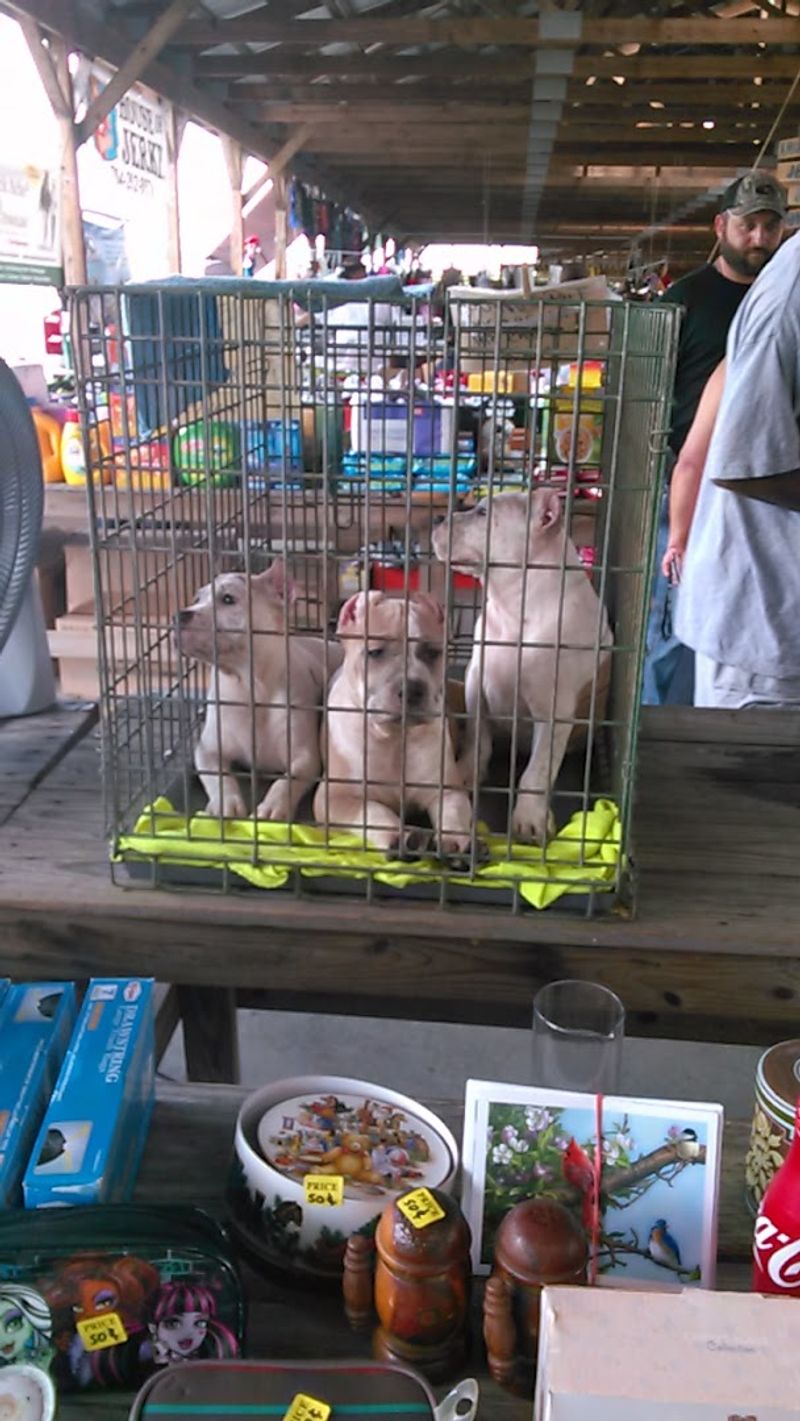 Farm Animals and Live Goods That Add a Country Flair