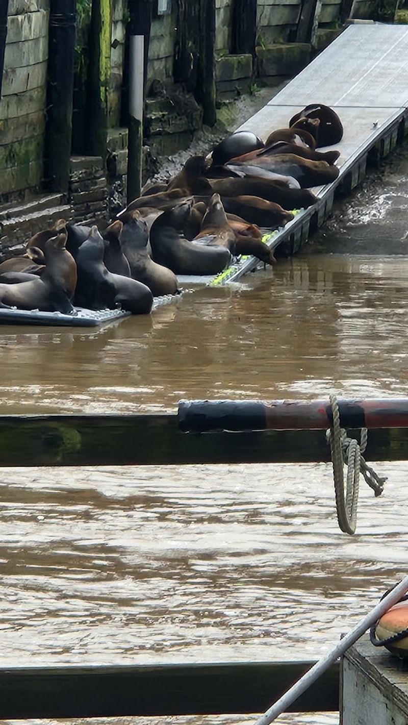 Sea Lions and Wildlife Right at Your Table
