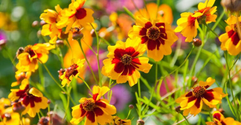 Hardy Plants That Keep Florida Landscapes Attractive Through Every Season