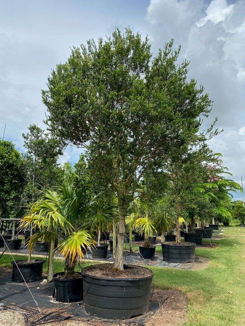Heat-Tolerant Shrubs That Keep Florida Yards Looking Lush 2 Simpson's Stopper