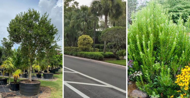 Heat-Tolerant Shrubs That Keep Florida Yards Looking Lush