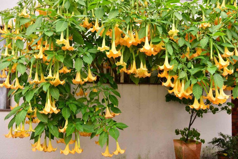 Fragrant Plants That Bring Both Color and Scent to Florida Gardens 13 Angel's Trumpet