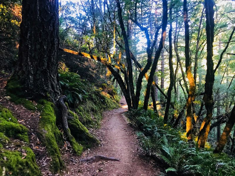 Mount Tamalpais State Park - Mill Valley, California