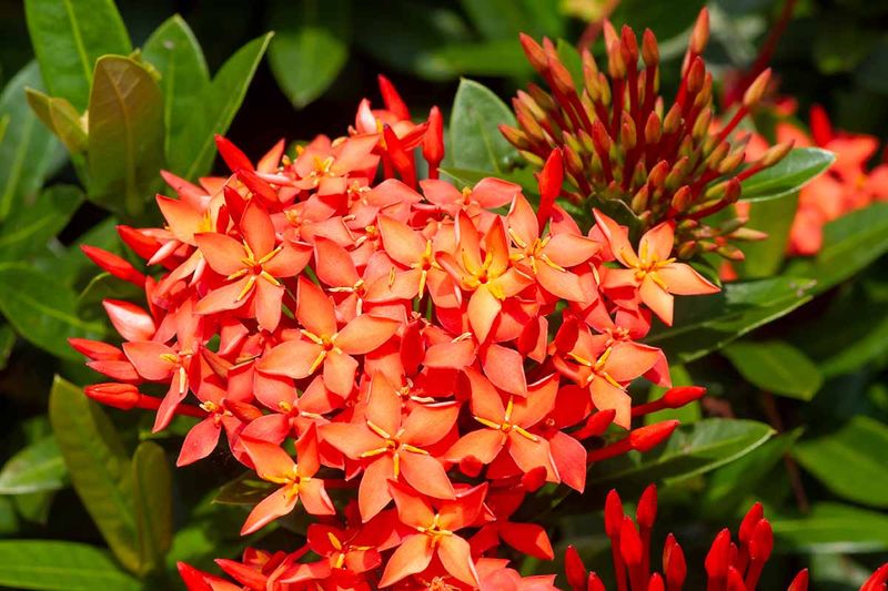 Ixora