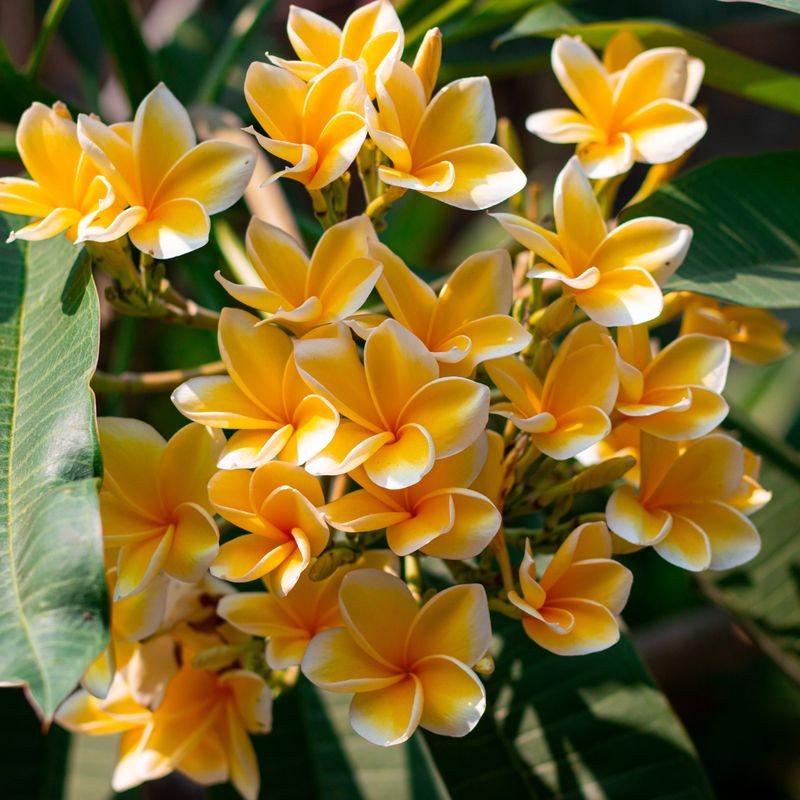 Plumeria