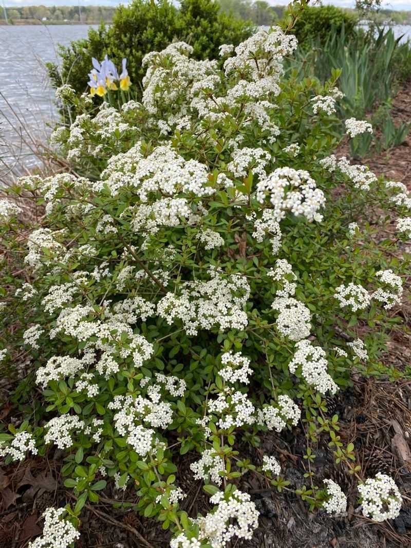 Walter’s viburnum