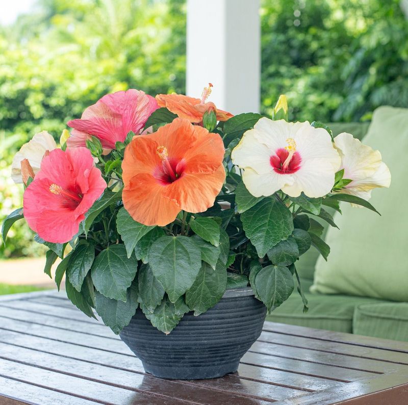 Hibiscus