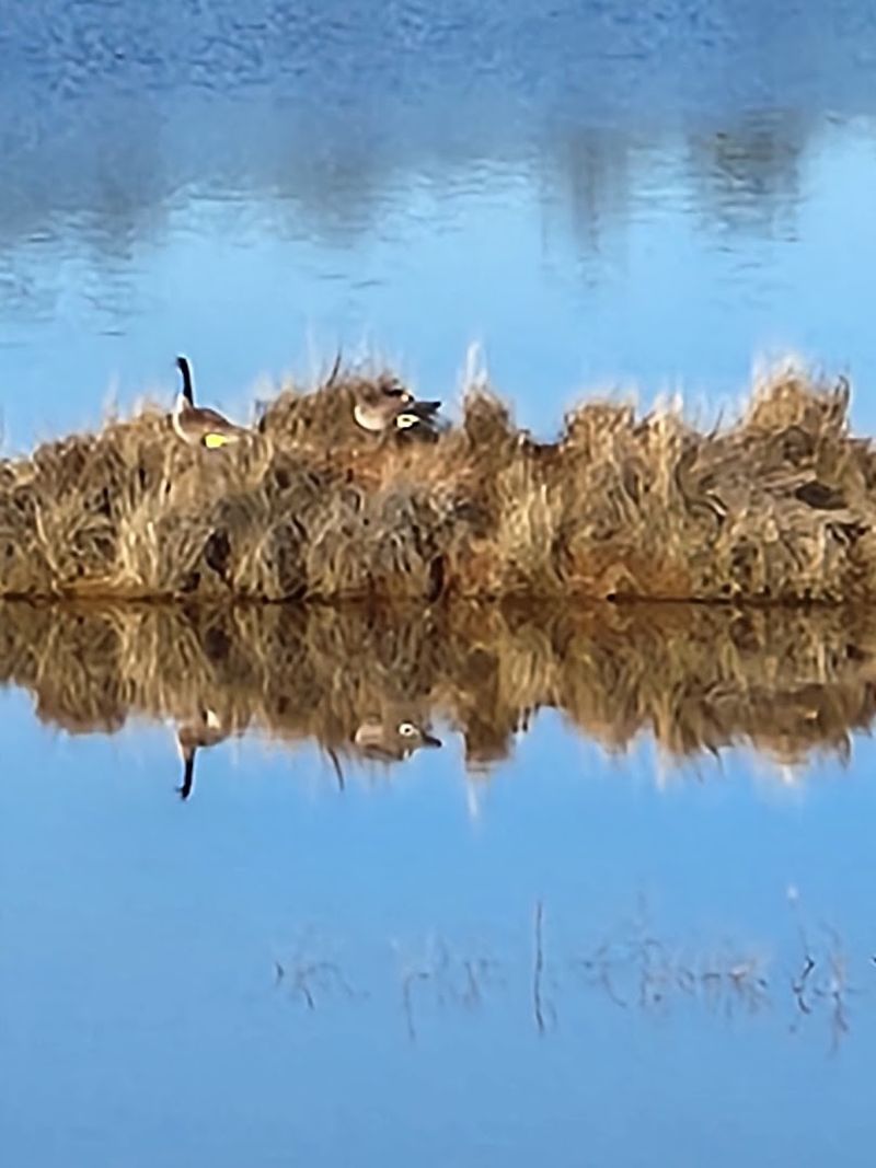 Bird Watching That Will Surprise Even the Pros
