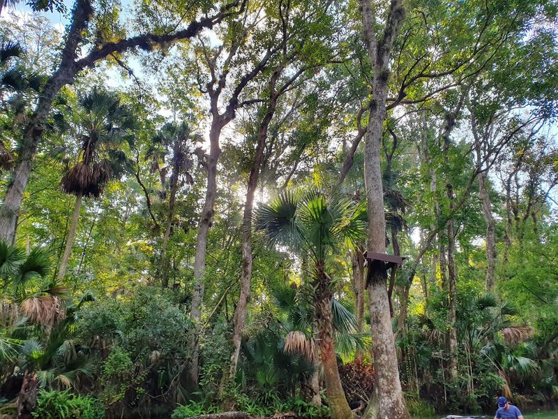 Camping at Kelly Park: Fall Asleep Under the Florida Stars