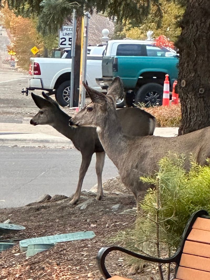 Wildlife and Bird Watching Along the Carson River