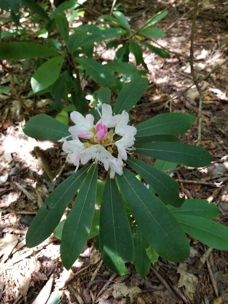 Early July Is the Best Time to Visit