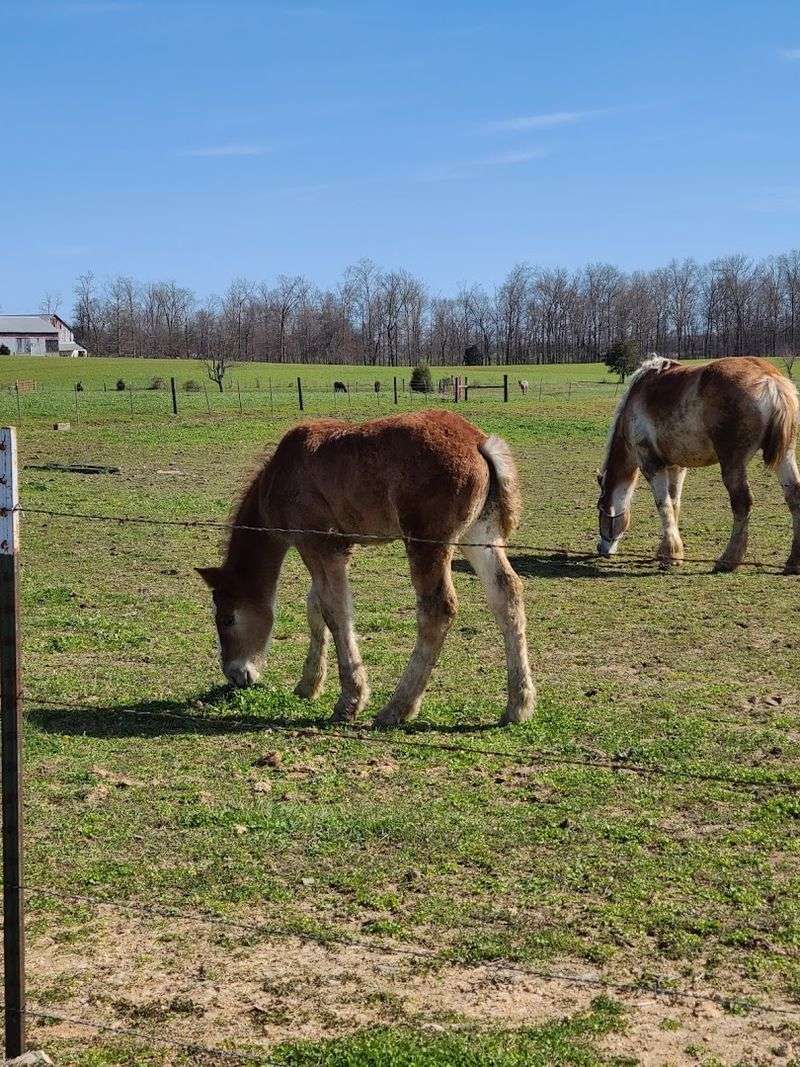 A small Amish town in Tennessee known for its delicious comfort food 3 Hand-Churned Butter That Changes Everything