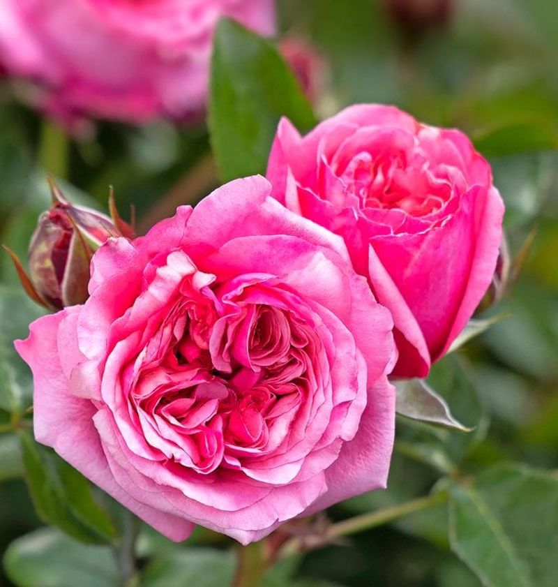 Fragrant Plants That Bring Both Color and Scent to Florida Gardens 21 Fragrant Rose