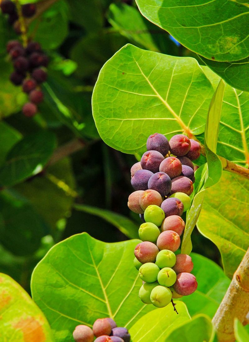 Heat-Tolerant Shrubs That Keep Florida Yards Looking Lush 20 Sea Grape