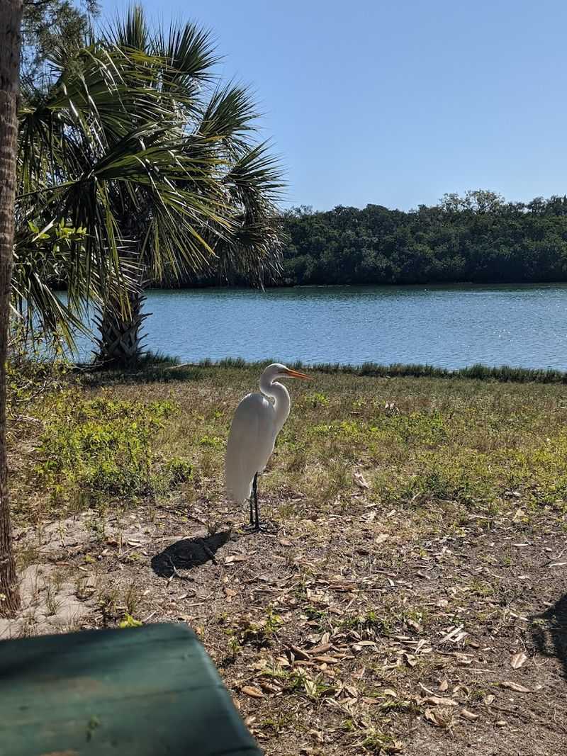 Wildlife Encounters That Make Every Night Memorable