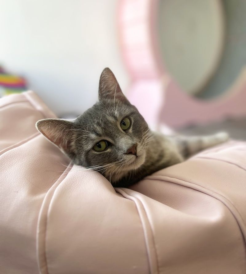 Meet Ray, the Beloved Blind Cat