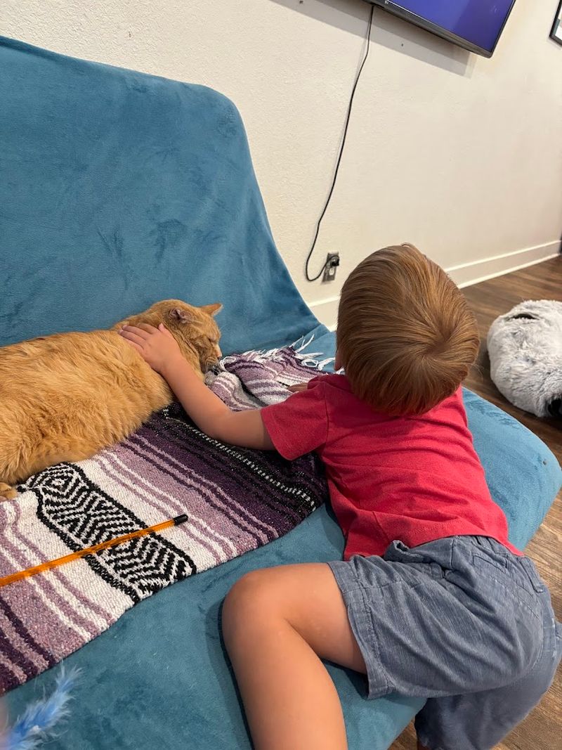 This Arizona Cat Cafe Has Become The Kind Of Wholesome Hidden Gem Animal Lovers Can't Stop Talking About 14 Why Animal Lovers Keep Coming Back Again and Again