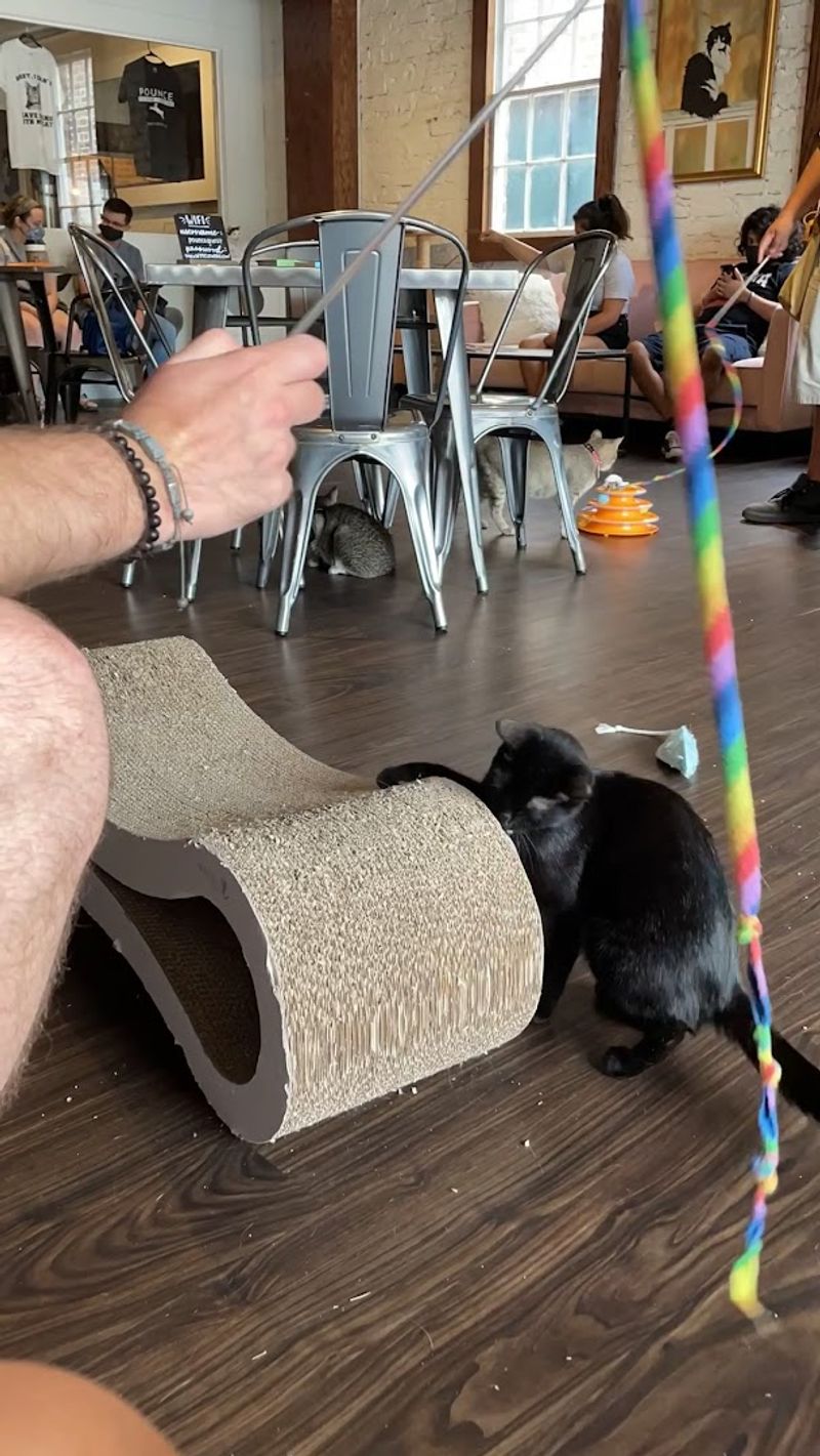 Meeting the Cats and Their Unique Personalities