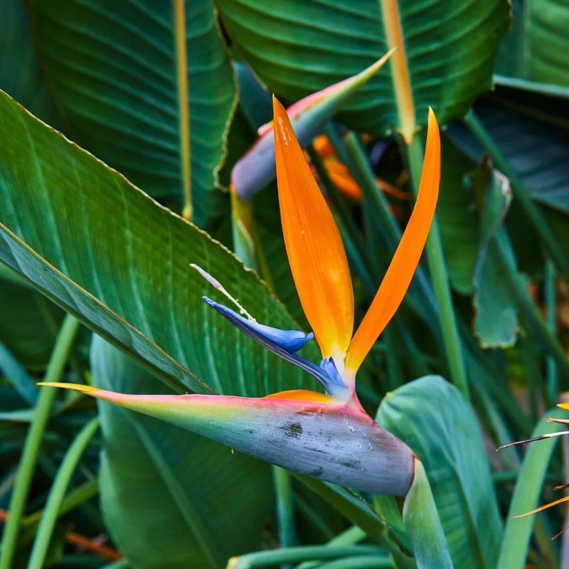 Bird of Paradise