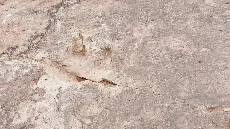This Arizona trail is like a real-life Jurassic Park with actual dinosaur tracks 13 What the Science Actually Says About These Tracks