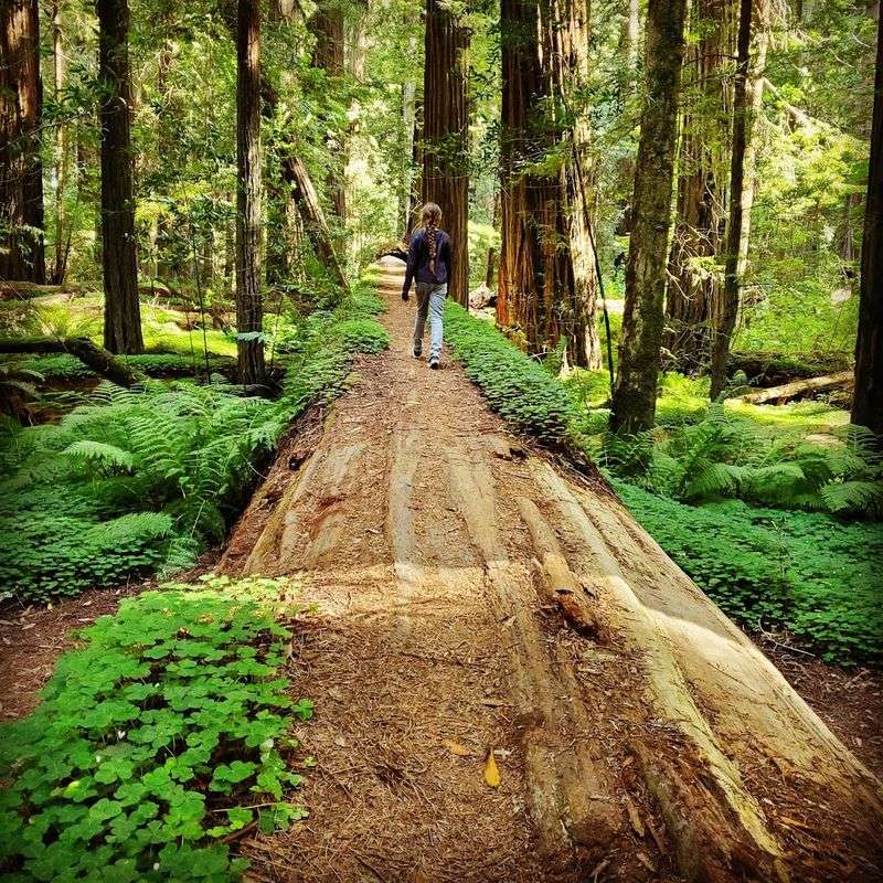 Founder's Grove and the Tallest Trees You Can Walk Among