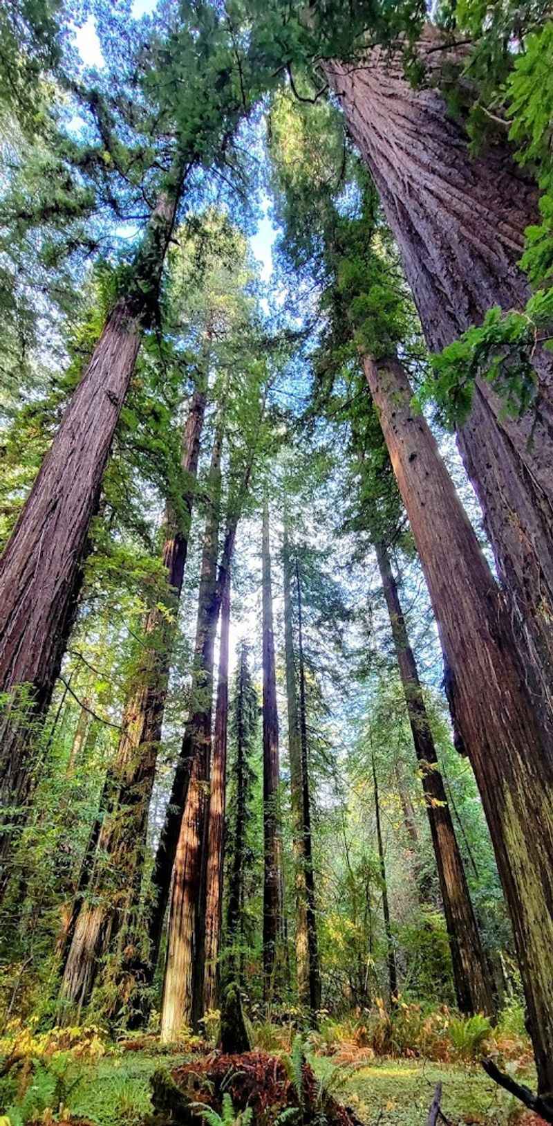 This 31-mile California drive feels like stepping into another world 6 Rockefeller Forest, the World's Largest Old-Growth Redwood Stand