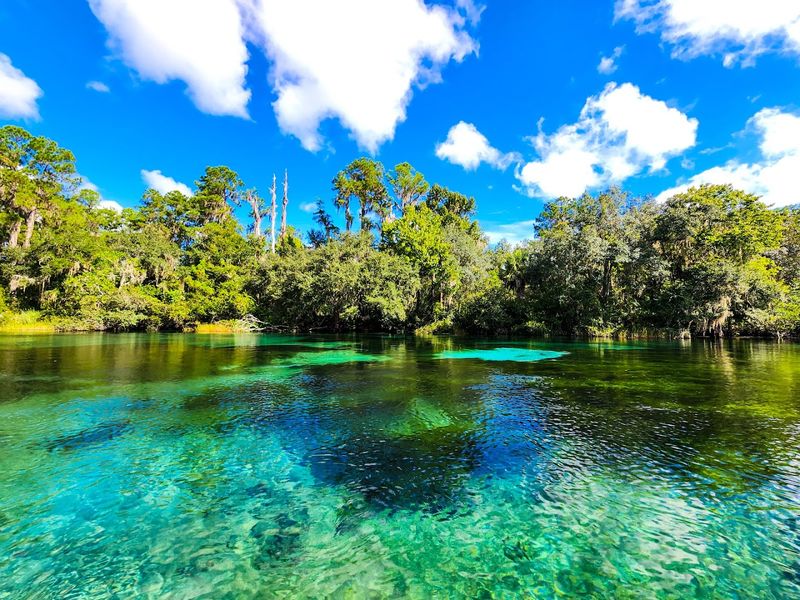 Florida’s Clearest Springs That Feel Quietly Unreal in Person 6 Rainbow Springs State Park - Dunnellon, Florida