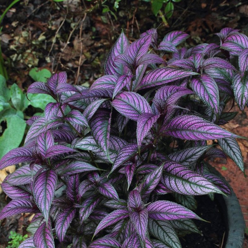 Florida Plants That Do Well in the Shade Without Much Attention 17 Persian Shield