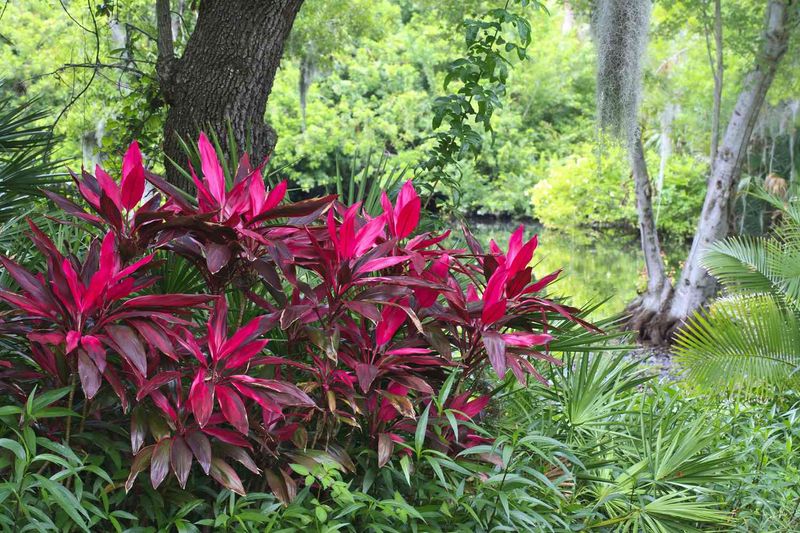 Ti Plant