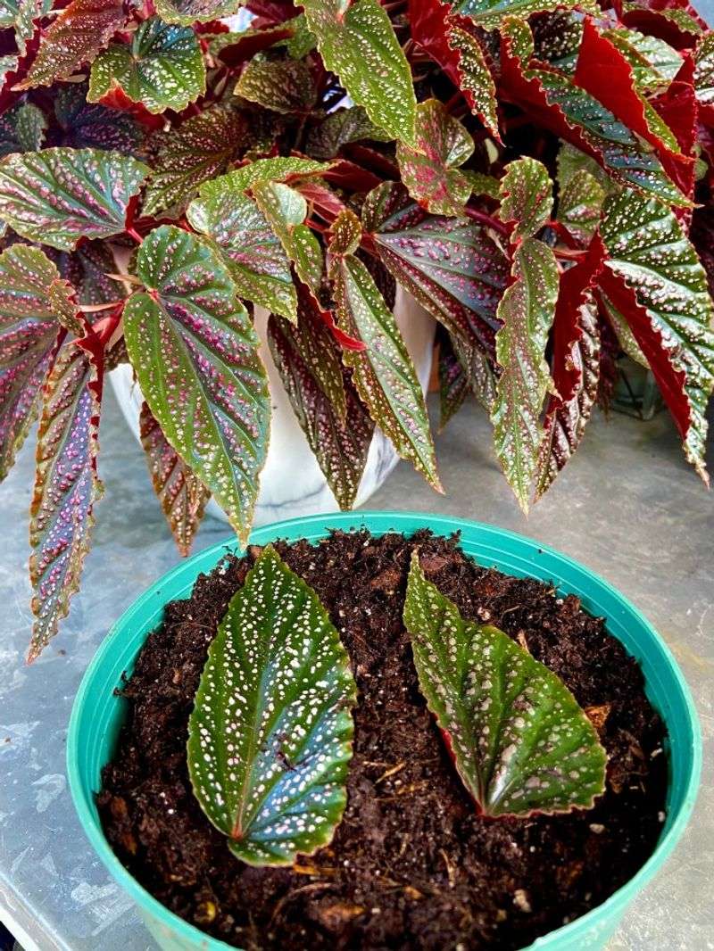 Begonia