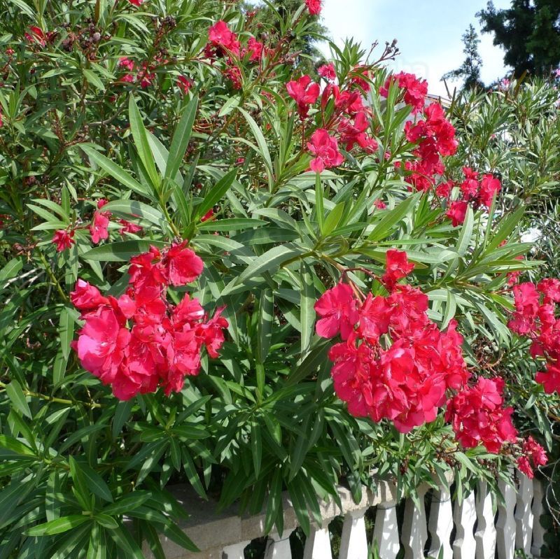 Oleander
