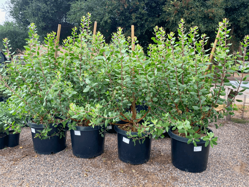 Heat-Tolerant Shrubs That Keep Florida Yards Looking Lush 7 Pittosporum