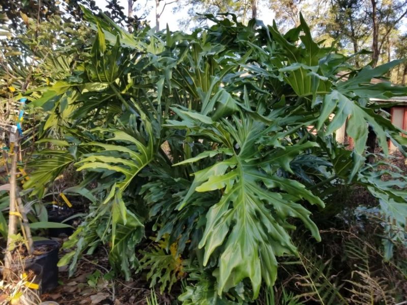 Selloum Philodendron