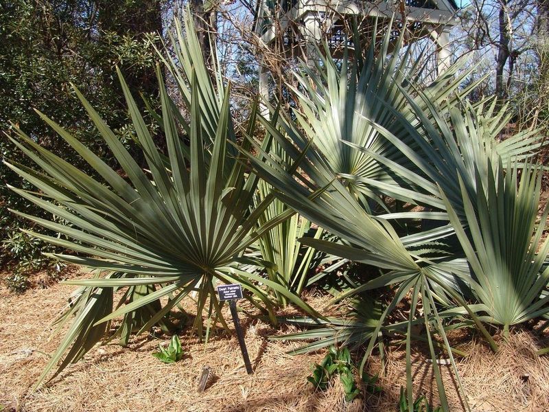 Dwarf Palmetto