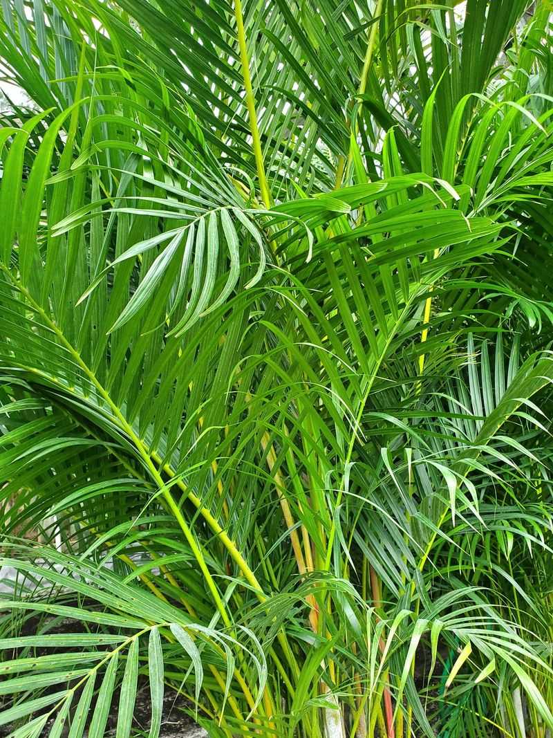 Areca palm