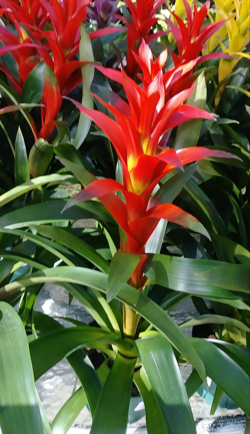 Bromeliad