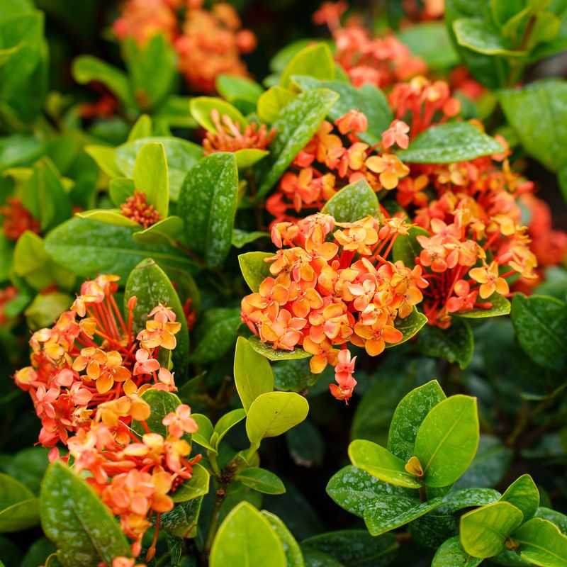 Ixora
