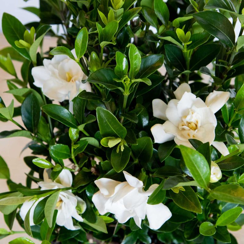 Gardenia
