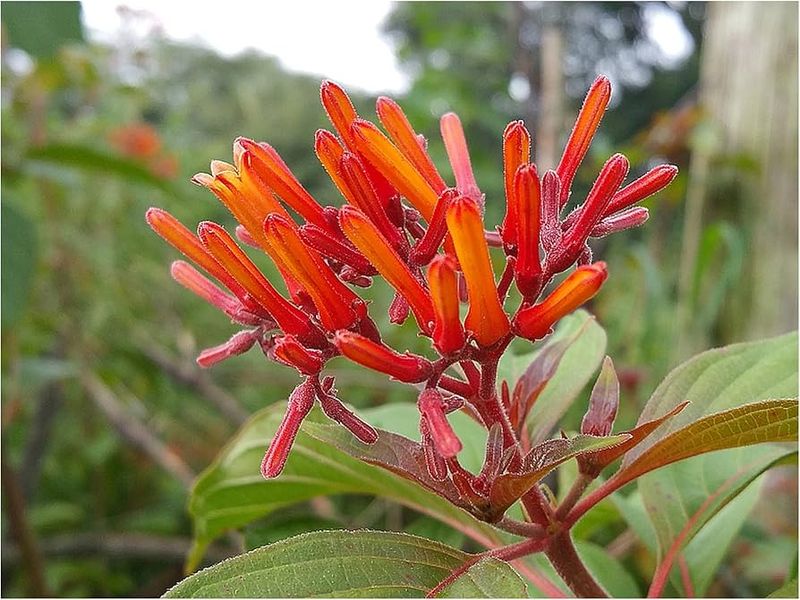 Hamelia (Firebush)
